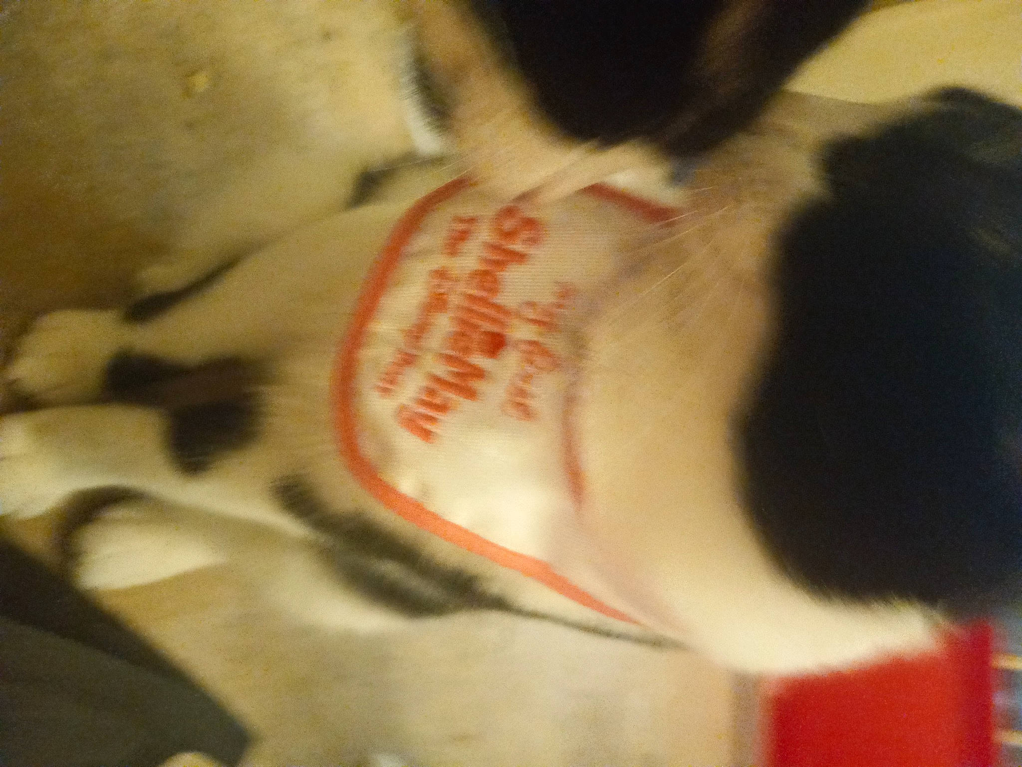 Slick is registered to the contest to win money with this photo: canidae, carmine, carnivore, cat, chest, claw, dog_breed, domestic_short_haired_cat, felidae, fish, flesh, foot, fur, human_leg, jaw, nail, small_to_medium_sized_cats, snout, tail, whiskers