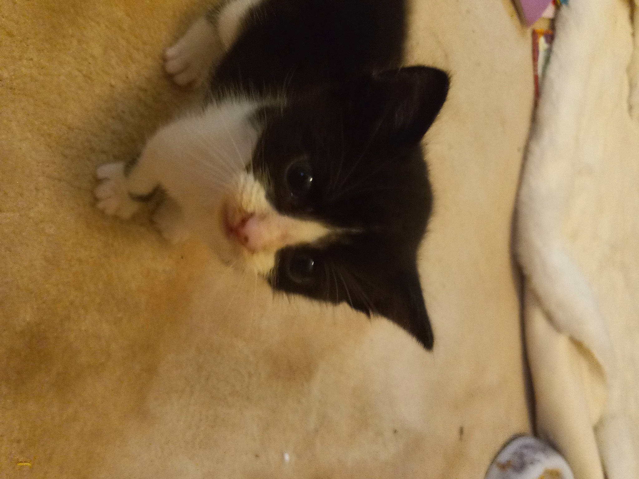 Slick joined the competition — help win amazing prizes! black_cat, canidae, carnivore, cat, claw, comfort, dog_breed, domestic_short_haired_cat, fawn, felidae, flooring, fur, hardwood, paw, small_to_medium_sized_cats, snout, tail, terrestrial_animal, whiskers, wood