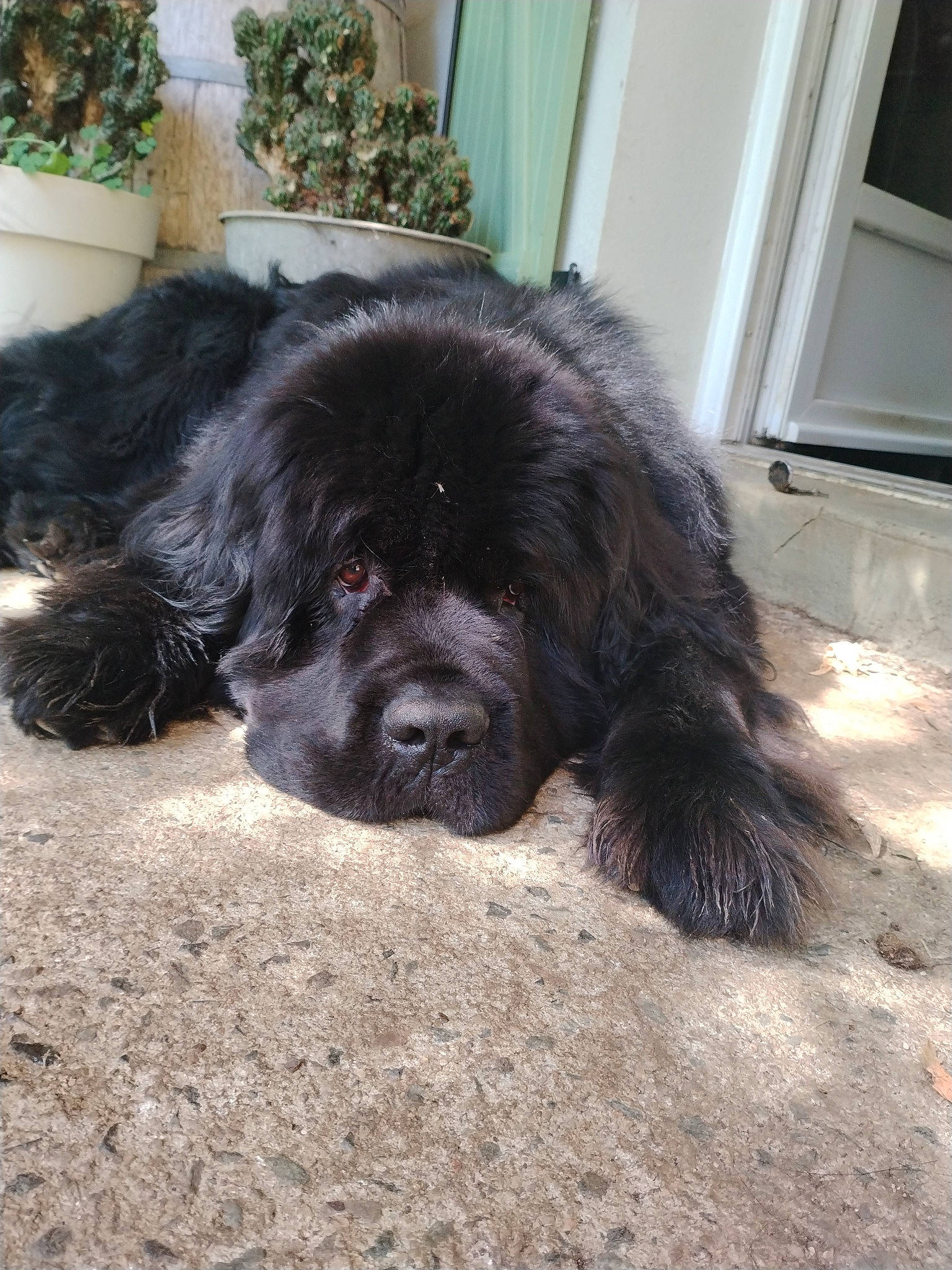 Puget participe au concours pour gagner de l'argent avec cette photo : automotive_tire, canidae, carnivore, companion_dog, dog, dog_breed, door, fawn, flowerpot, fur, gaddi_kutta, houseplant, liver, plant, snout, soil, sporting_group, terrestrial_animal, whiskers, working_animal