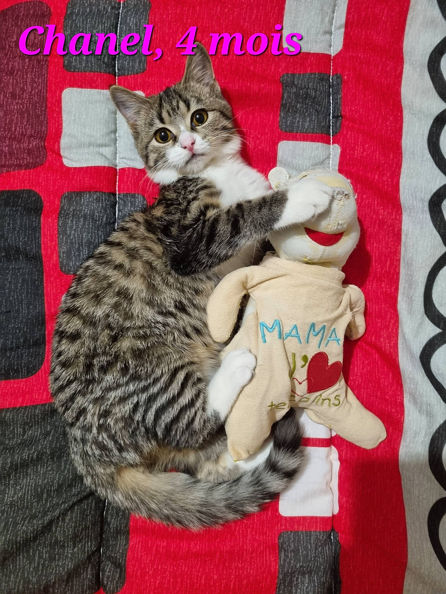 Chanel participe au concours pour gagner de l'argent avec cette photo : abyssinian, animal, applique, cat, clothing, couch, cushion, egyptiancat, furniture, glove, homedecor, hosiery, kitten, manx, pattern, person, pet, plush, sleeping, toy