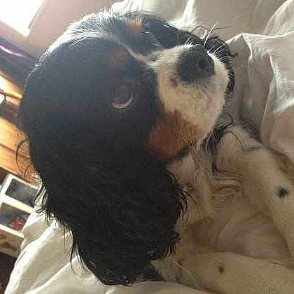 Ruby is registered to the contest to win money with this photo:
