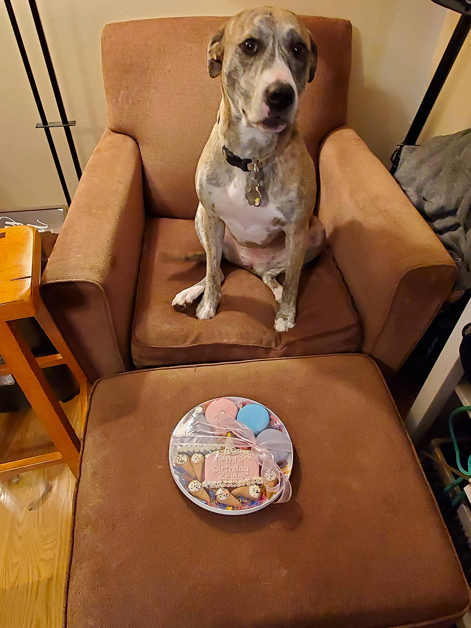 Zelda joined the competition — help win amazing prizes! american_pit_bull_terrier, canidae, carnivore, companion_dog, dog, dog_breed, fawn, furniture, sporting_group, table