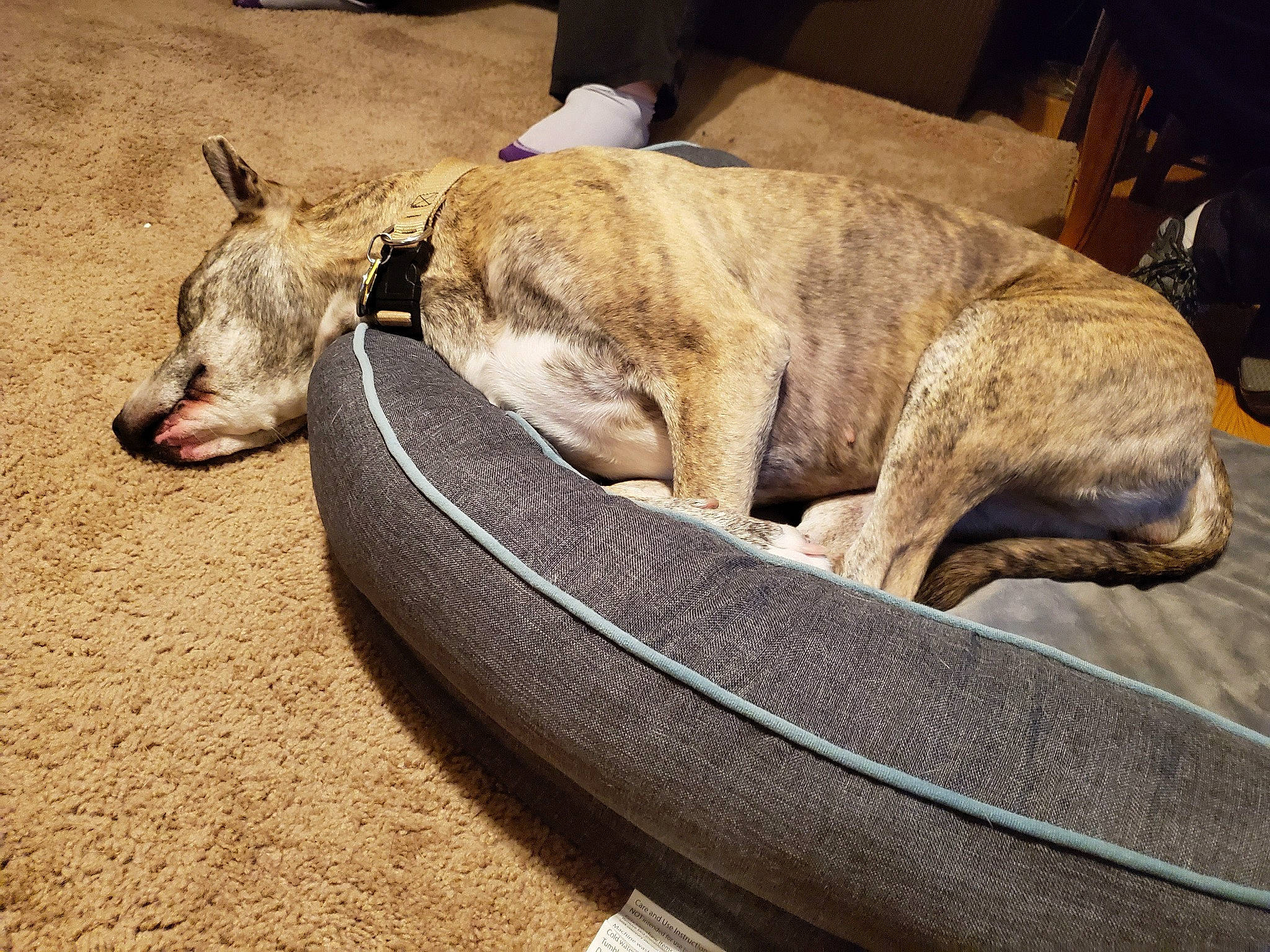 Zelda joined the competition — help win amazing prizes! canidae, carnivore, dog, dog_bed, dog_breed, fawn, galgo_espanol, greyhound, lurcher, nap, sighthound, sleep, snout, whippet