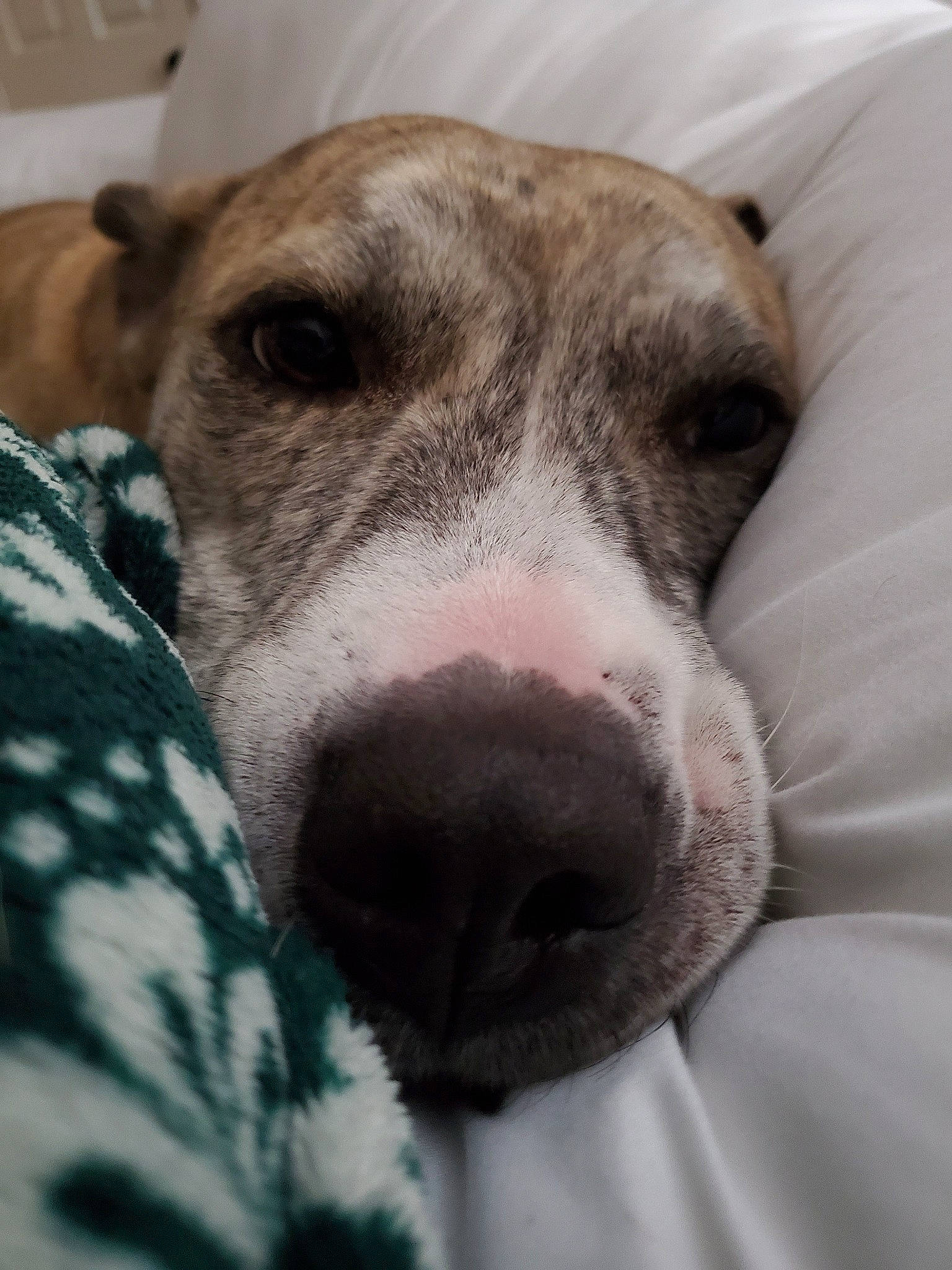 Zelda joined the competition — help win amazing prizes! american_pit_bull_terrier, canidae, carnivore, catahoula_bulldog, dog, dog_breed, eye, fawn, galgo_espanol, greyhound, mammal, non_sporting_group, nose, puppy, snout, vertebrate, whippet, whiskers