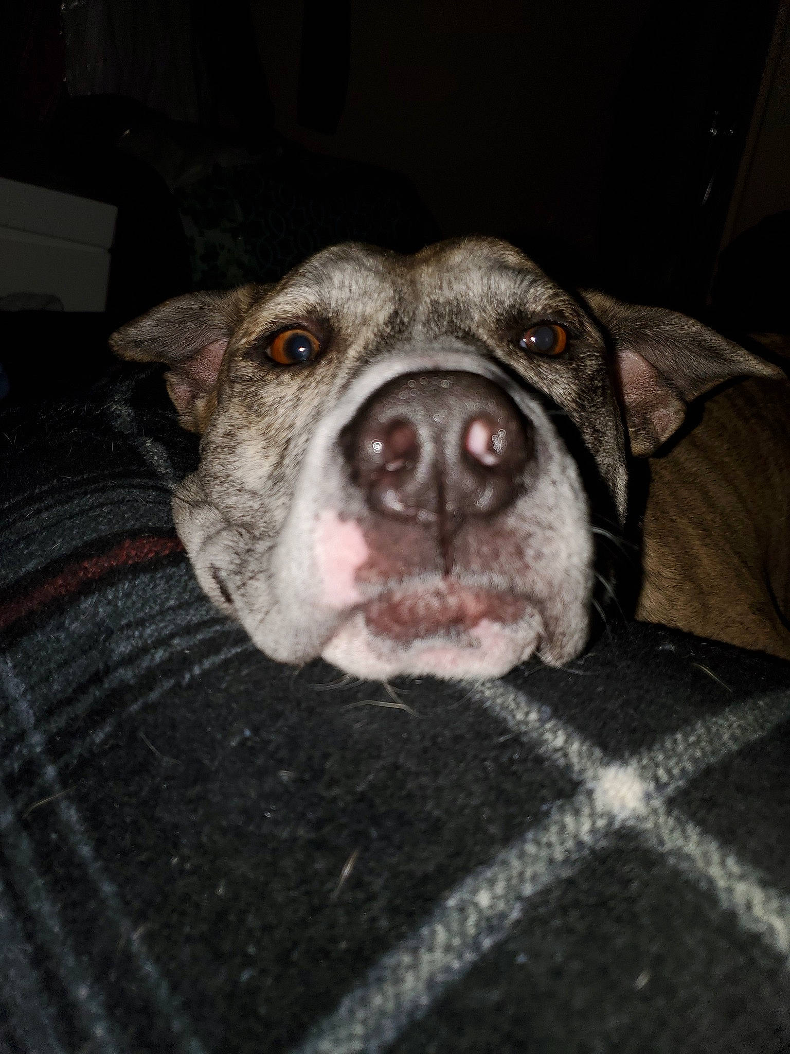 Zelda is registered to the contest to win money with this photo: american_bulldog, american_pit_bull_terrier, american_staffordshire_terrier, canidae, carnivore, catahoula_bulldog, dog, dog_breed, ear, eye, fawn, mammal, mountain_cur, non_sporting_group, nose, pit_bull, snout, valley_bulldog, whiskers
