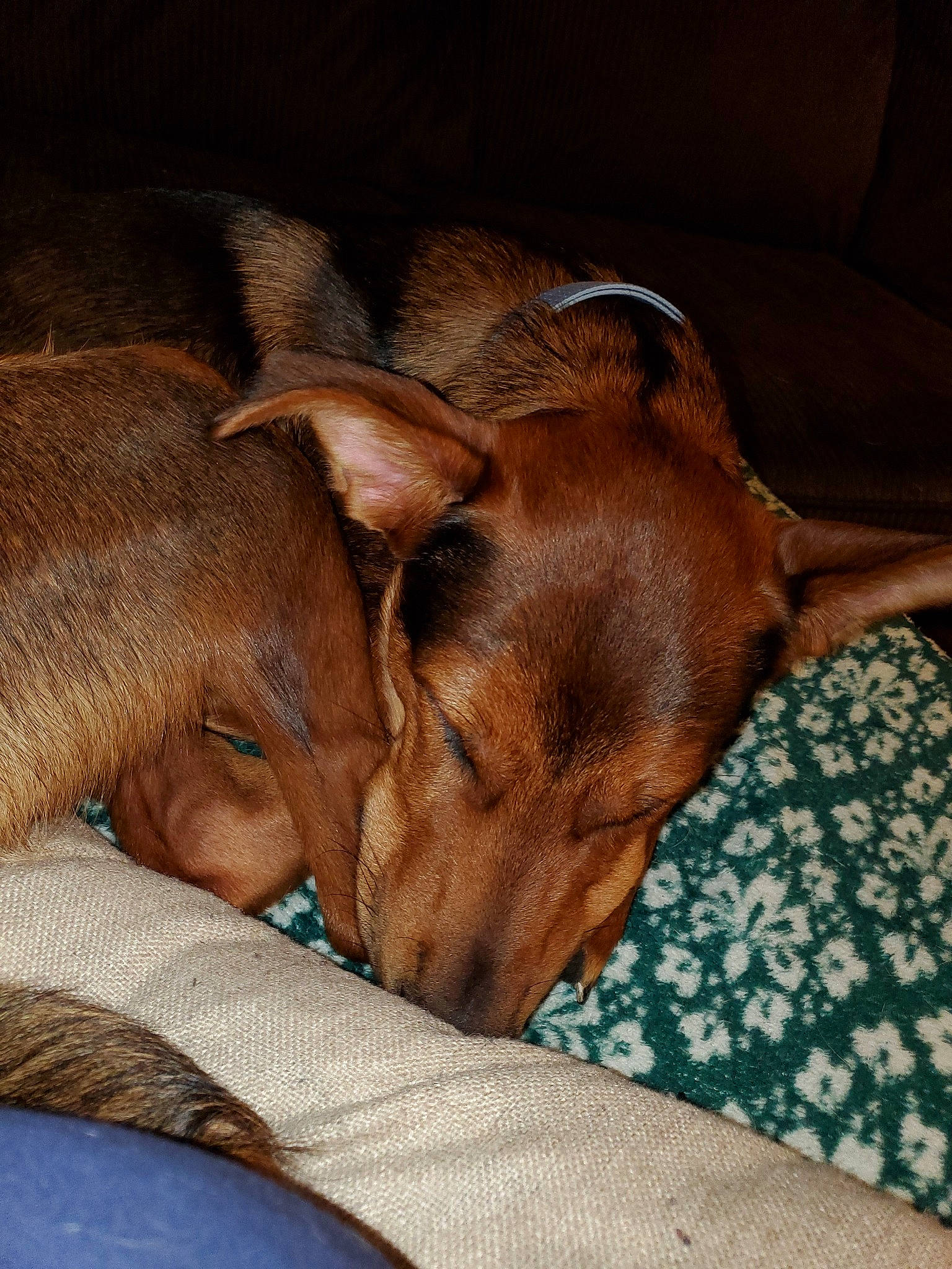 Fez is registered to the contest to win money with this photo: canidae, carnivore, dog, dog_breed, ear, fawn, fur, furniture, german_pinscher, mammal, miniature_pinscher, nap, nose, puppy, skin, sleep, snout, sporting_group, toy_dog