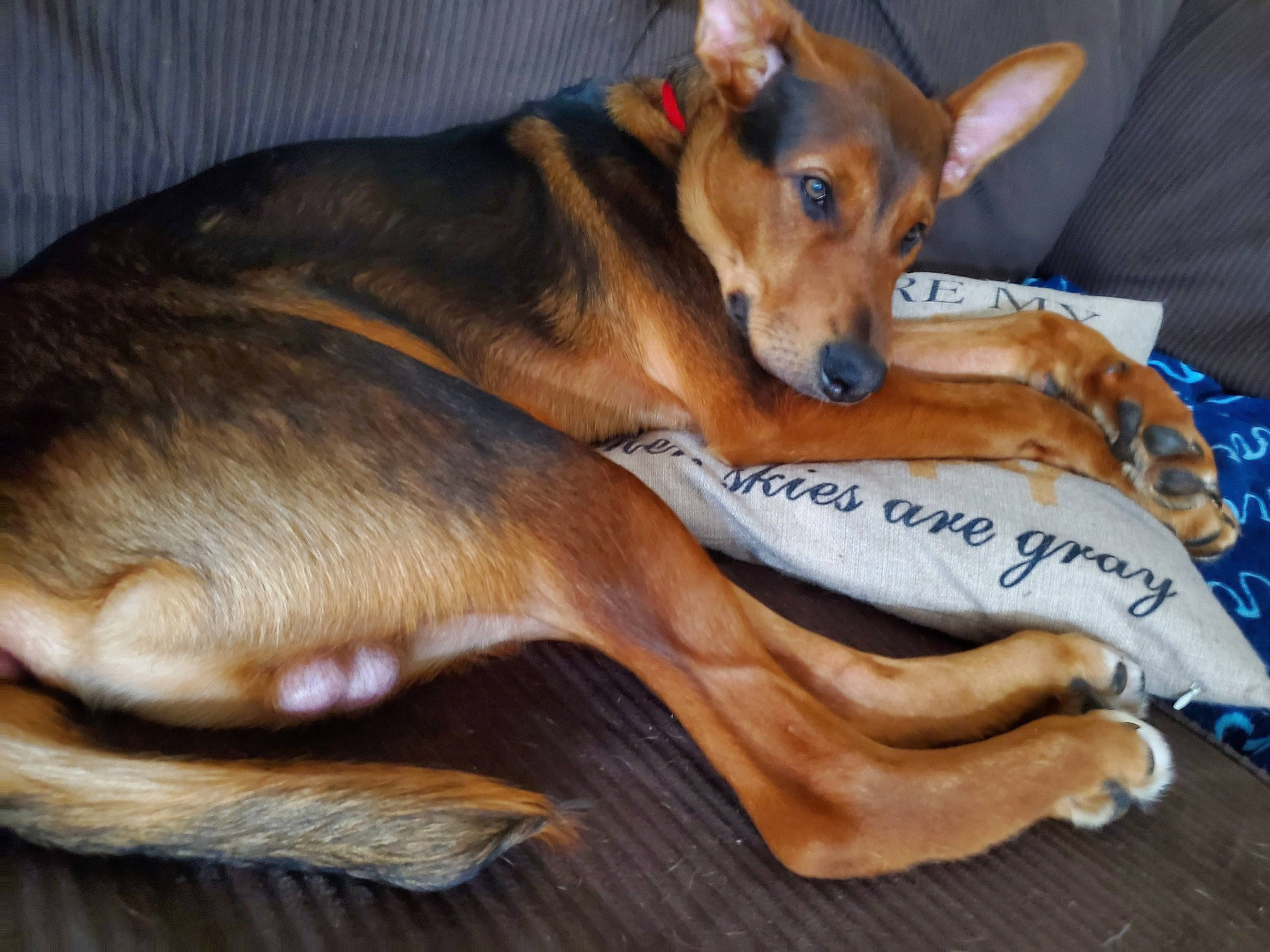 Fez is registered to the contest to win money with this photo: canidae, carnivore, companion_dog, dog, dog_breed, fawn, mammal, paw, pinscher, snout