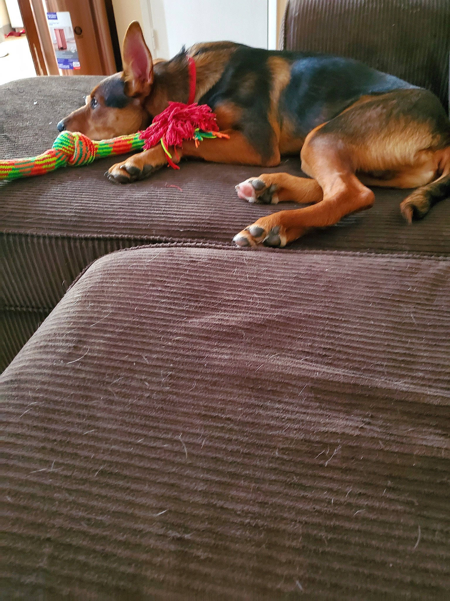 Fez is registered to the contest to win money with this photo: canidae, carnivore, coonhound, dog, dog_breed, fawn, floor, flooring, redbone_coonhound, rhodesian_ridgeback, sporting_group, vizsla, wood