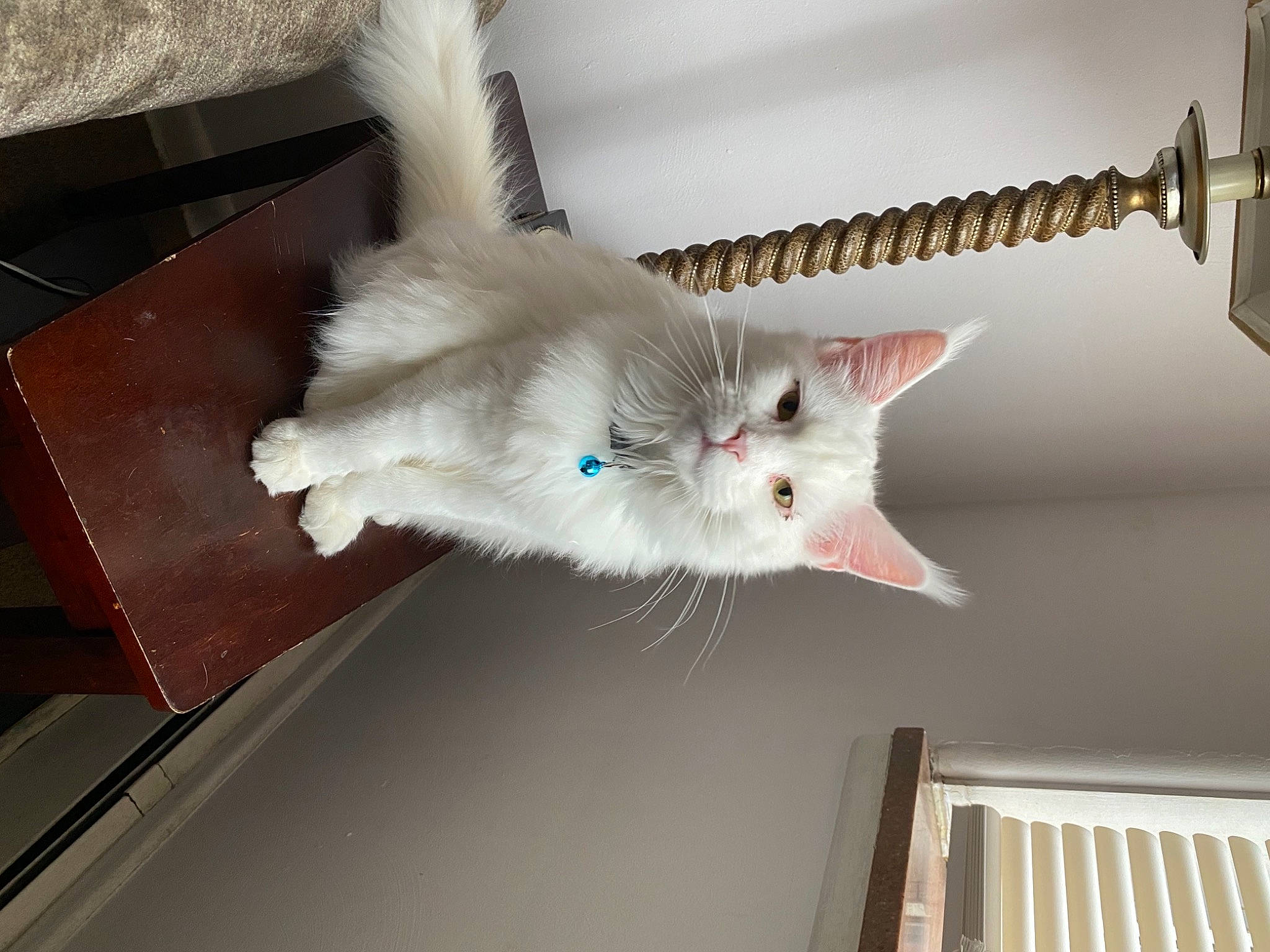 Sherkhan-favorit Martin