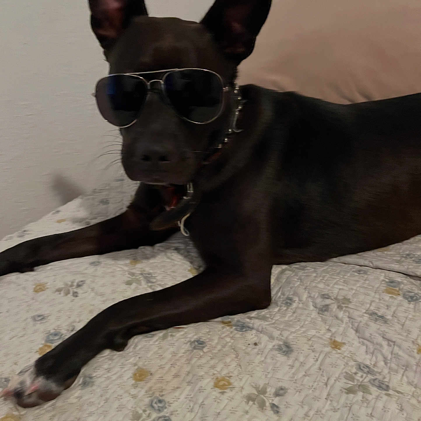 Bella