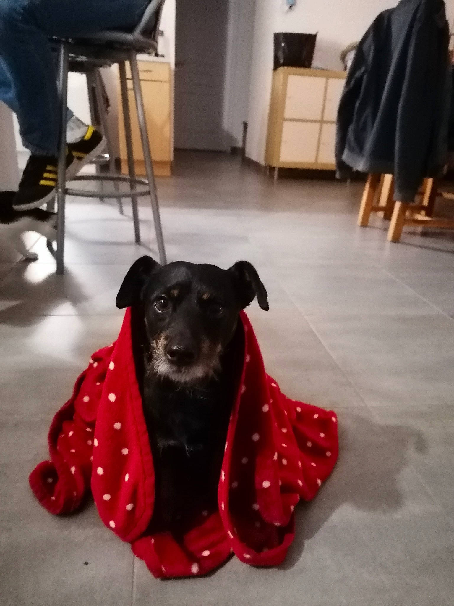 Lucky participe au concours pour gagner de l'argent avec cette photo : carnivore, chair, collar, companion_dog, dog, dog_breed, dog_collar, dog_supply, event, fawn, floor, flooring, fur, hardwood, pet_supply, room, snout, tail, wood, working_animal