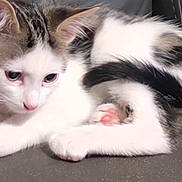 Kobu joined the competition — help win amazing prizes! animal, cat, closeup, cute, domestic_cat, ears, feline, fur, gray_fur, indoor, kitten, paw, pet, pink_nose, resting, sleepy, soft, whiskers, white_fur, young