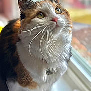 Eevee is registered to the contest to win money with this photo: animal, calico, cat, closeup, collar, curious, domestic_cat, ears, feline, fur, indoor, looking_up, natural_light, nose, pet, portrait, sitting, soft_light, whiskers, window