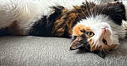 Eevee joined the competition — help win amazing prizes! animal, calico_cat, cat, couch, cozy, domestic_animal, ears, feline, fluffy, fur, gray_couch, home, indoor, nose, paw, pet, relaxed, texture, upside_down, whiskers