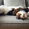 animal, calico_cat, cat, couch, cozy, domestic_animal, ears, feline, fluffy, fur, gray_couch, home, indoor, nose, paw, pet, relaxed, texture, upside_down, whiskers