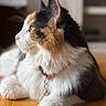 Eevee joined the competition — help win amazing prizes! animal, bell, blurred_background, calico, cat, closeup, collar, cute, domestic, feline, fluffy, fur, indoor, pet, profile, relaxed, resting, soft_light, whiskers, wooden_floor