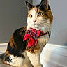 Eevee is registered to the contest to win money with this photo: adorable, animal, bow_tie, calico, calm, cat, close_up, cute, domestic_cat, ears, feline, fluffy, fur, indoor, pet, portrait, sitting, soft_light, whiskers, yellow_eyes