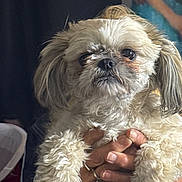Callie joined the competition — help win amazing prizes! dog, small_dog, fluffy, pet, animal, hands, person_holding, fur, close_up, indoor, expression, cute, scruffy, face, ears, domestic_animal, portrait, mammal, companionship, fingernails