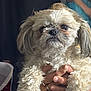 dog, small_dog, fluffy, pet, animal, hands, person_holding, fur, close_up, indoor, expression, cute, scruffy, face, ears, domestic_animal, portrait, mammal, companionship, fingernails
