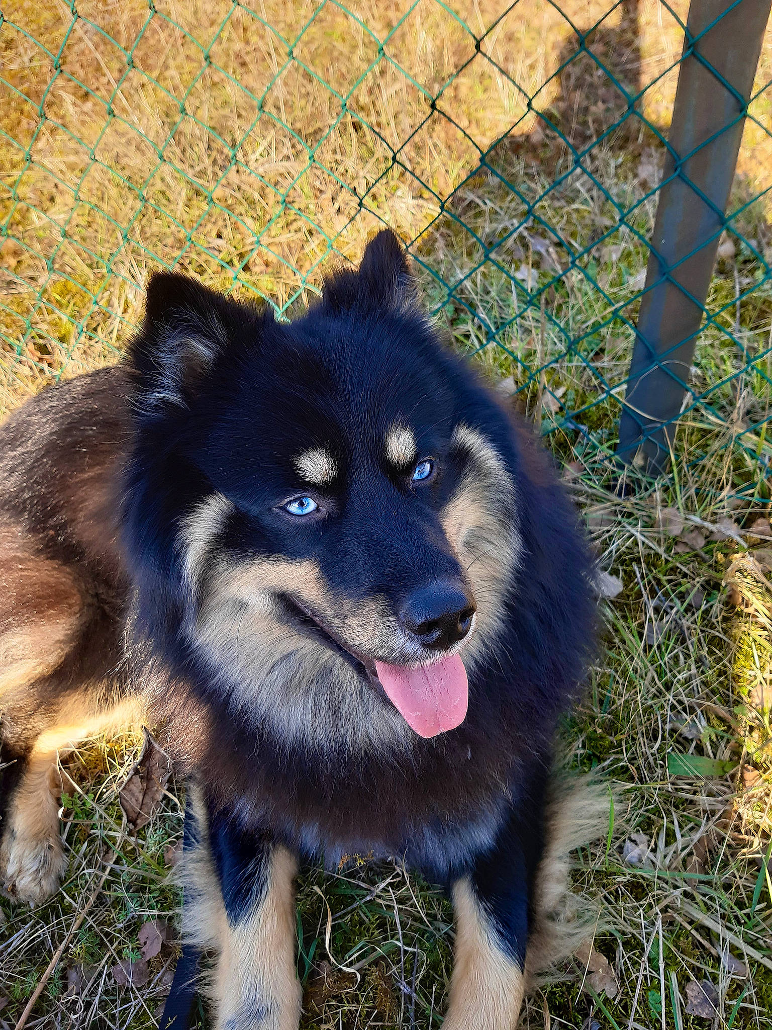 Tomy participe au concours pour gagner de l'argent avec cette photo : ancient_dog_breeds, canis, carnivore, companion_dog, dog, dog_breed, electric_blue, fence, fur, grass, home_fencing, keeshond, mesh, non_sporting_group, snout, sporting_group, terrestrial_animal, wire_fencing, working_animal, working_dog