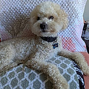 Teddybear joined the competition — help win amazing prizes! dog, curly_fur, pet, cushion, pillow, indoor, relaxed, collar, tag, furniture, pattern, white, beige, texture, closeup, resting, animal, companion, cozy, home
