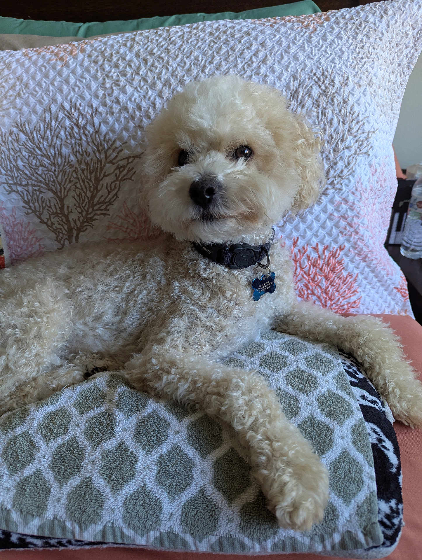Teddybear joined the competition — help win amazing prizes! dog, curly_fur, pet, cushion, pillow, indoor, relaxed, collar, tag, furniture, pattern, white, beige, texture, closeup, resting, animal, companion, cozy, home