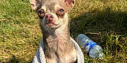 Youtwo a rejoint le concours — aidez-le/la à gagner de superbes lots ! dog, chihuahua, towel, grass, outdoor, sunlight, animal, pet, small_dog, wrapped, nature, water_bottle, car, field, fur, ears, expression, portrait, summer, daylight