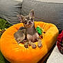 dog, chihuahua, pet_bed, orange_bed, couch, gray_couch, toy, green_blanket, small_dog, indoor, pet, canine, animal, ears, alert, fur, cute, relaxed, domestic, companion