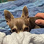 dog, small_dog, chihuahua, blanket, bed, hand, ears, eyes, pet, cozy, indoor, resting, animal, fur, cute, comfort, soft, blue, white, closeup