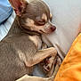 dog, chihuahua, sleeping, pet, animal, cute, small_dog, fur, ears, cushion, blanket, relaxing, indoors, close_up, paw, snout, resting, cozy, companion, domestic_animal