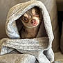 dog, chihuahua, blanket, wrapped, cute, wide_eyes, soft_texture, indoors, pet, fur, face, portrait, cozy, snug, animal, small_dog, expression, comfort, warm, resting