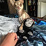 chihuahua, dog, plush_toy, monkey_toy, hand, bed, blanket, indoor, pet, small_dog, curious, toy, furniture, shelf, fireplace, person_hand, playing, cute, animal, cozy