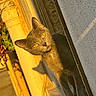 cat, gray_cat, animal, pet, outdoor, sunlight, golden_hour, curious, peeking, wall, window_sill, feline, whiskers, ears, shadow, closeup, nature, daylight, mammal, yellow_eyes