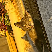 Yumi a rejoint le concours — aidez-le/la à gagner de superbes lots ! cat, gray_cat, yellow_eyes, sunlight, window, peeking, curious, urban, rust, pipe, plant, shadow, outdoor, animal, pet, feline, closeup, daylight, texture, wall