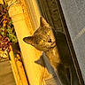 cat, gray_cat, yellow_eyes, sunlight, window, peeking, curious, urban, rust, pipe, plant, shadow, outdoor, animal, pet, feline, closeup, daylight, texture, wall
