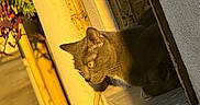 Yumi a rejoint le concours — aidez-le/la à gagner de superbes lots ! cat, gray_cat, window_ledge, sunlight, shadow, yellow_pipe, rust, urban, outdoor, curious, animal, pet, texture, wall, daylight, side_view, looking_out, nature, quiet, warm_light