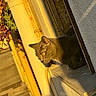 cat, gray_cat, window_ledge, sunlight, shadow, yellow_pipe, rust, urban, outdoor, curious, animal, pet, texture, wall, daylight, side_view, looking_out, nature, quiet, warm_light