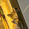 cat, gray_cat, yellow_eyes, curious, sunlight, shadow, urban, wall, pipe, texture, outdoor, window_sill, pet, animal, feline, closeup, daylight, rust, yellow, peek
