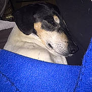 Dora a rejoint le concours — aidez-le/la à gagner de superbes lots ! canidae, carnivore, dog, dog_breed, fox_terrier, mammal, smooth_fox_terrier, snout, street_dog