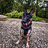 dog, german_shepherd, pet, canine, sitting, tongue_out, happy, outdoor, forest, woodland, gravel, pebbles, nature, trees, greenery, harness, portrait, alert, ears, animal