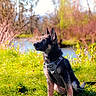 Koda participe au concours pour gagner de l'argent avec cette photo : dog, puppy, german_shepherd, black_and_tan, sitting, harness, outdoors, grass, meadow, pond, water, trees, nature, spring, sunlight, animal_portrait, pointed_ears, young_dog, landscape, alert