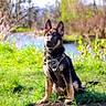 dog, puppy, german_shepherd, black_and_tan, harness, sitting, outdoors, nature, woodland, grass, dandelions, pond, water, trees, sunlight, portrait, alert, ears, animal, spring
