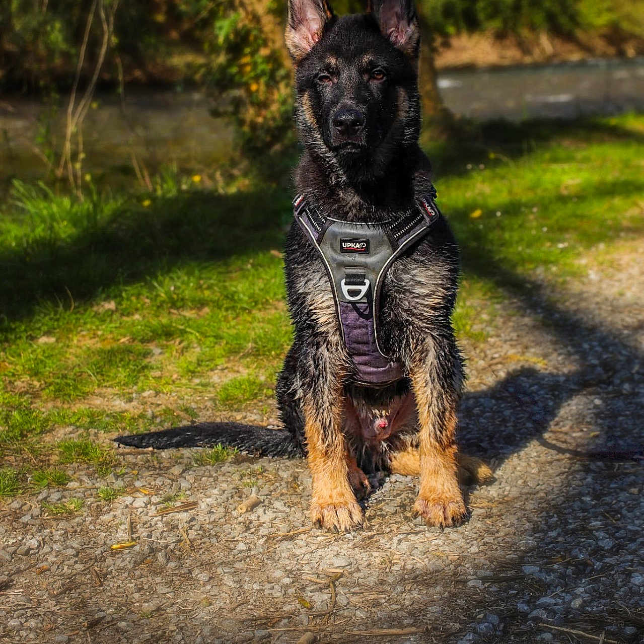 Koda