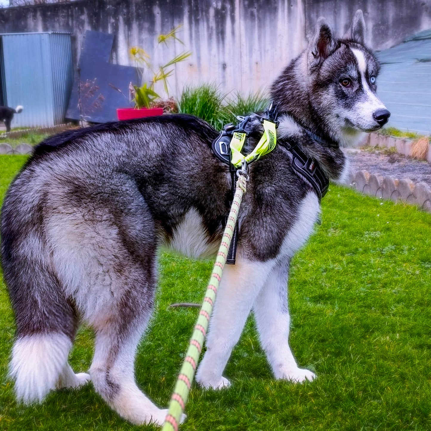 Atlas participe au concours pour gagner de l'argent avec cette photo : dog, husky, siberian_husky, canine, pet, outdoor, grass, garden, lawn, harness, leash, black_and_white, fluffy, standing, profile, heterochromia, backyard, wall, shed, second_dog