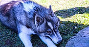 Atlas a rejoint le concours — aidez-le/la à gagner de superbes lots ! dog, husky, canine, blue_eyes, fluffy, fur, outdoor, grass, garden, rock, nature, animal, pet, portrait, crouching, lying_down, alert, sunlight, black_and_white, blue_gray_coat