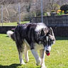 Atlas a rejoint le concours — aidez-le/la à gagner de superbes lots ! dog, husky, siberian_husky, black_and_white, heterochromia, blue_eye, brown_eye, tongue_out, standing, walking, outdoor, garden, lawn, grass, sunlight, fence, flowers, trees, animal_portrait, pet