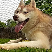 Aïko participe au concours pour gagner de l'argent avec cette photo : dog, husky, siberian_husky, pet, animal, canine, portrait, outdoor, grass, garden, fence, chain_link_fence, greenery, fur, floppy_tongue, smiling, lying_down, relaxed, close_up, daylight