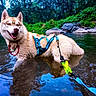 Aïko participe au concours pour gagner de l'argent avec cette photo : dog, husky, siberian_husky, canine, animal, river, water, swimming, outdoors, forest, trees, rocks, nature, harness, leash, wet_fur, reflection, portrait, happy, adventure