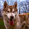 Aïko participe au concours pour gagner de l'argent avec cette photo : dog, husky, siberian_husky, canine, pet, animal, portrait, close_up, fluffy, fur, tongue, ears, outdoor, yard, grass, trees, winter, bare_trees, happy, standing