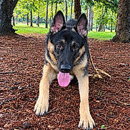 Koda participe au concours pour gagner de l'argent avec cette photo : dog, german_shepherd, canine, pet, animal, portrait, outdoors, forest, trees, nature, park, pine_needles, standing, alert, ears, tongue, black_and_tan, leash, sunlight, ground